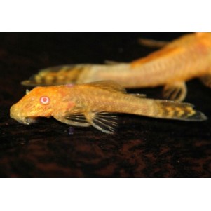 Ancistrus sp Gold Albino pesce pulitore