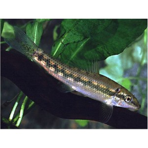 Gyrinocheilos aymonieri mangia alghe