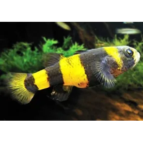 Brachygobius Doriae pesce ape