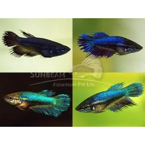 Betta Splendens femmina colori assortiti