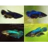 Betta Splendens femmina colori assortiti Betta Splendens femmina colori assortiti