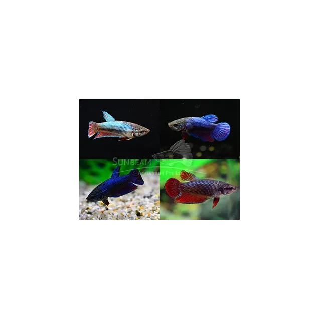 Betta Splendens femmina colori assortiti