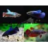 Betta Splendens femmina colori assortiti Betta Splendens femmina colori assortiti