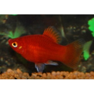 Platy Corallo