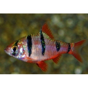 Barbus Pentazona