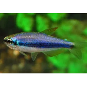 Inpaichthys Kerri