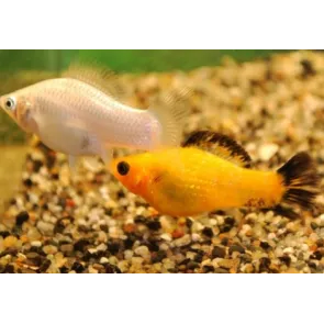 Molly Velifera Poecilia Assortiti