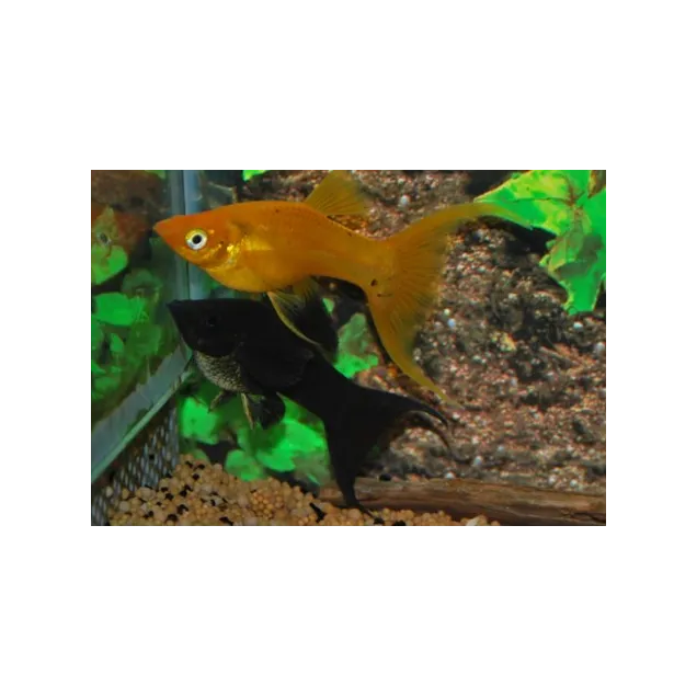 Molly Velifera Poecilia Assortiti