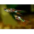 Guppy Endler Poecilia colori assortiti Guppy Endler Poecilia colori assortiti