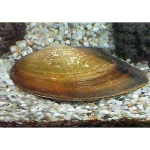 Pilsbryoconcha Exilis - cozza d'acqua dolce