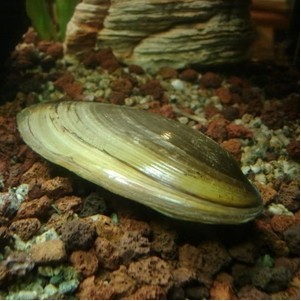 Pilsbryoconcha Exilis - cozza d'acqua dolce