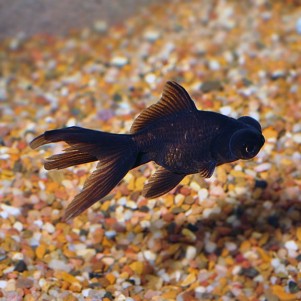Black Moor