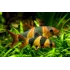 Botia Macracantha Botia Macracantha