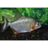 Serrasalmus Nattereri S - Pirana