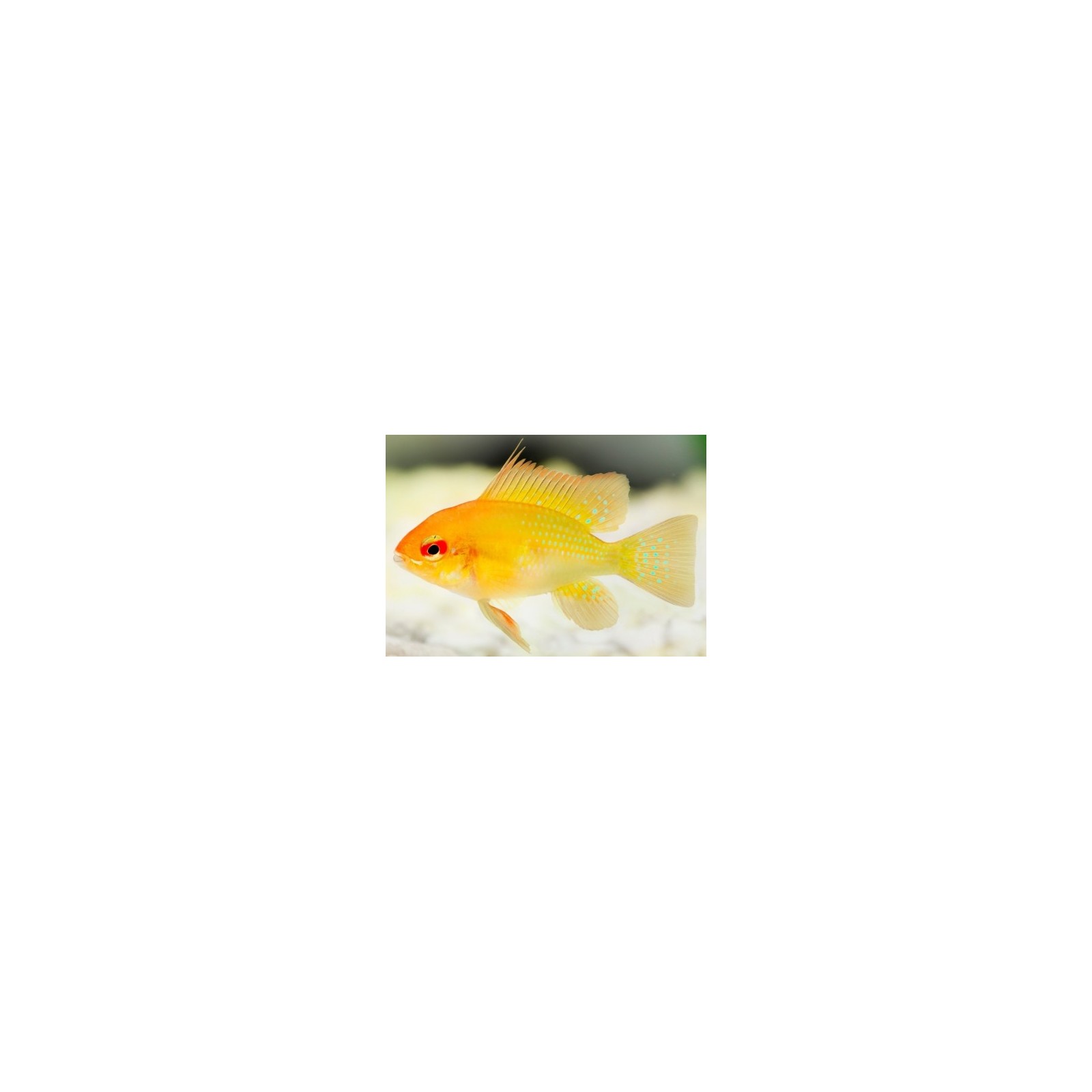 Mikrogeophagus Ramirezi Gold M
