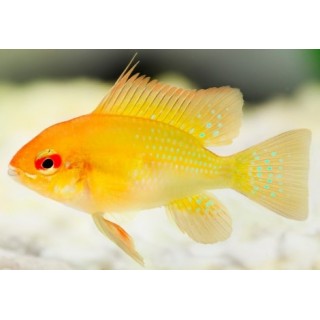 Mikrogeophagus Ramirezi Gold M