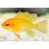 Mikrogeophagus Ramirezi Gold M