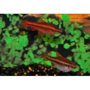 Barbus Puntius titteya red