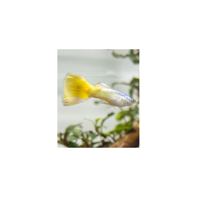 Guppy Poecilia golden yellow 3 - 4cm maschio