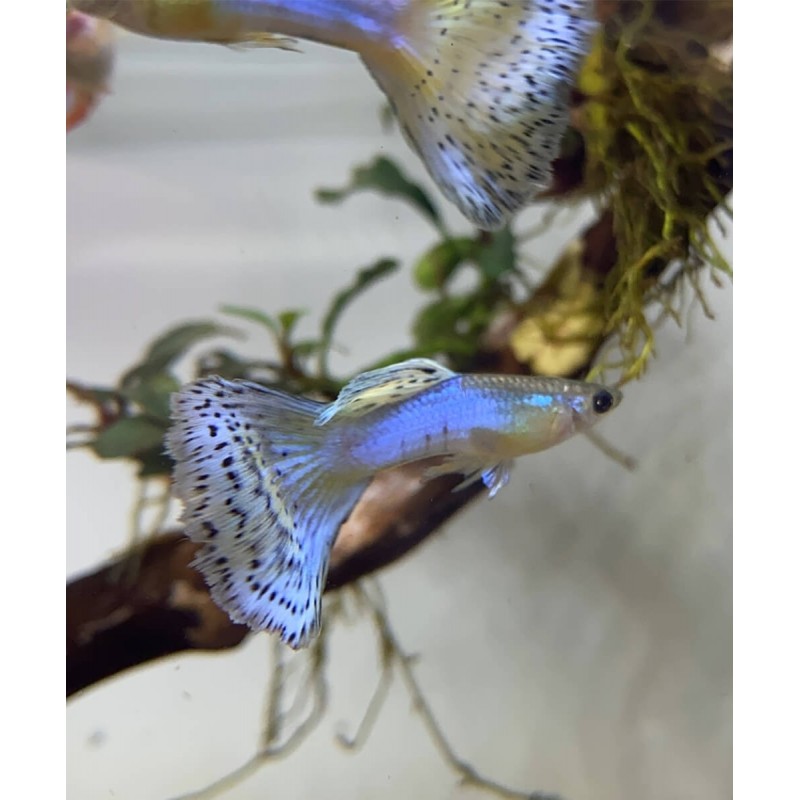 Guppy Poecilia reticulata blue glass 3 - 4cm maschio