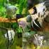 Scalari assortiti 2-3 cm - Pterophyllum Scalari assortiti 2-3 cm - Pterophyllum
