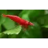 Caridina Red cherry