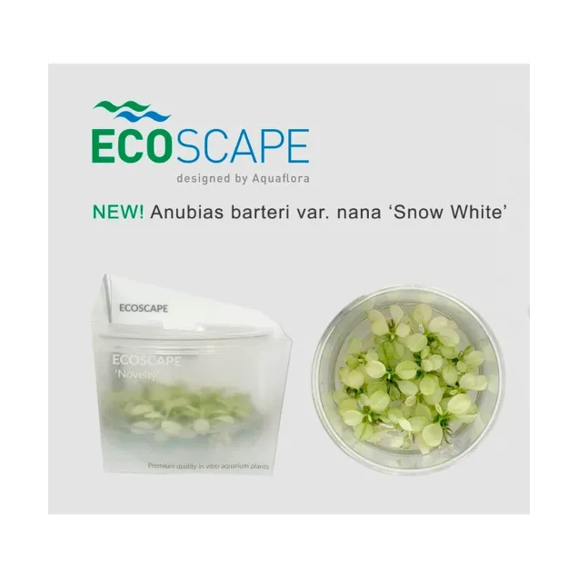 Anubias barteri Snow White nana