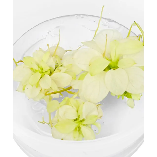 Anubias barteri Snow White nana