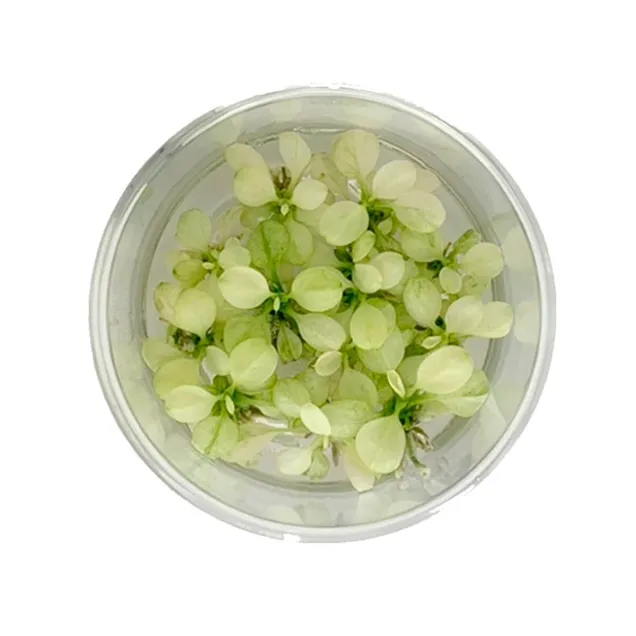 Anubias barteri Snow White nana