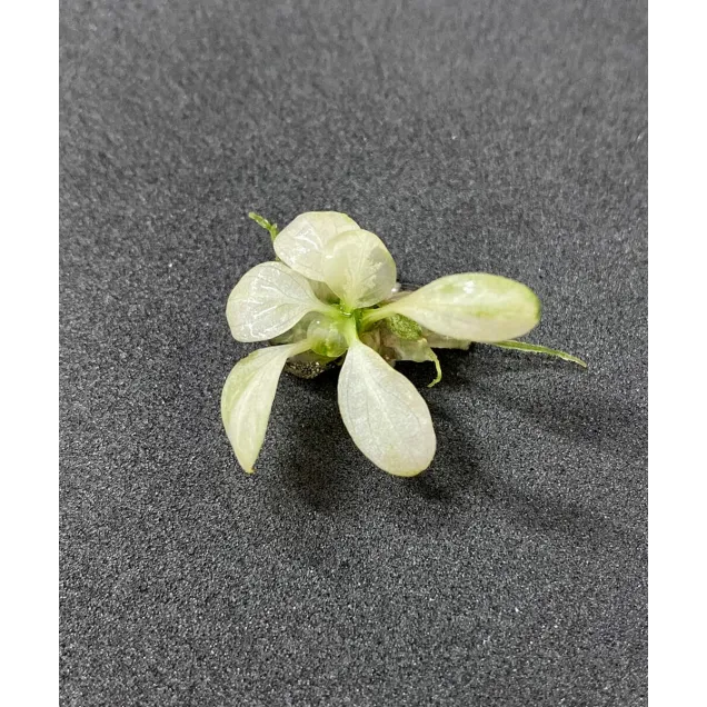 Anubias barteri Snow White nana