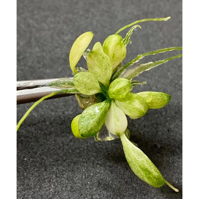 Anubias barteri Snow White nana