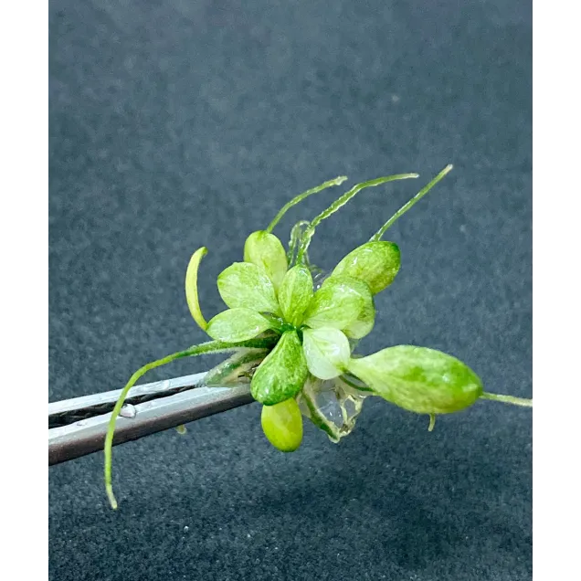 Anubias barteri Snow White nana