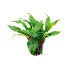 Anubias Minima
