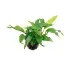 Anubias Minima