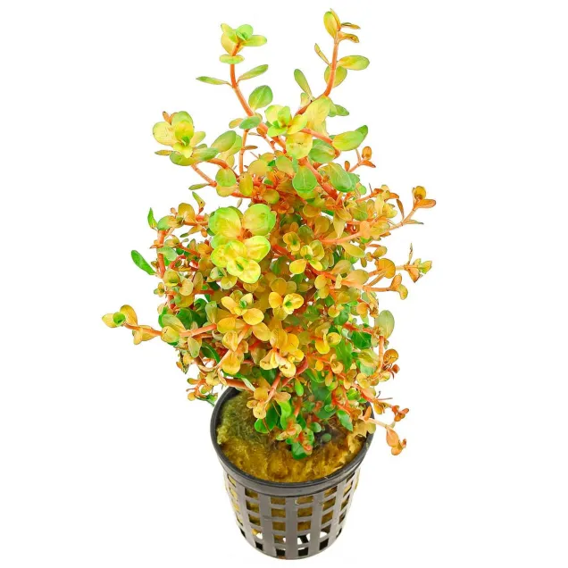 Rotala rotundifolia Orange Juice