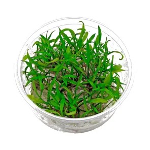 Cryptocoryne parva in vitro
