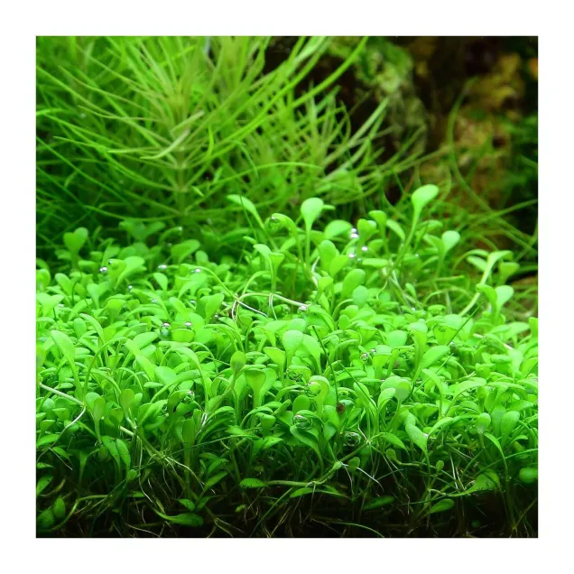 Glossostigma elantinoides pianta