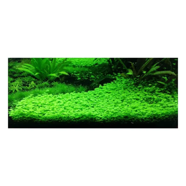 Hydrocotyle tripartita Japan pianta acquario pratino