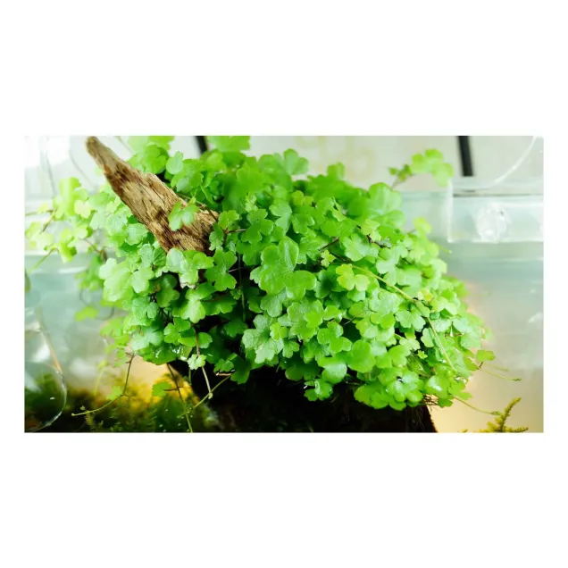 Hydrocotyle tripartita Japan pianta acquario su legno