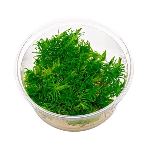 Pogostemon erectus in vitro