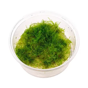 Amblystegium serpens moss in vitro
