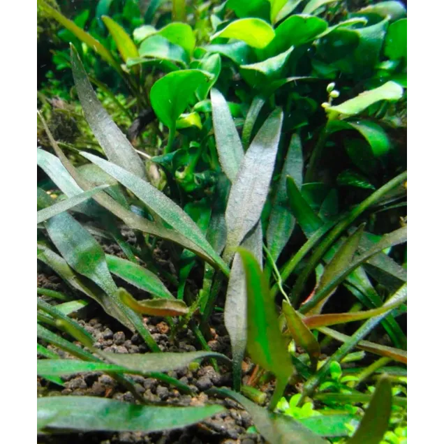 Cryptocoryne pygmaea in vitro