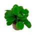 Anubias barteri var Nana Coin