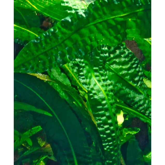 Aponogeton boivinianus