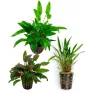 Assortimento Cryptocoryne Mix - 3 piante  (2026)