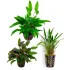 Assortimento Cryptocoryne Mix - 3 piante