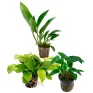 Assortimento Anubias Mix - 3 piante  (2026)