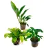 Assortimento piante facili per acquario 30 a 60 litri
