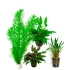 Assortimento piante facili per acquario 30 a 60 litri