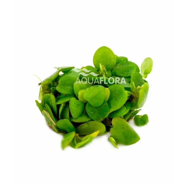 Limnobium laevigatum laevifolium pianta galleggiante in vitro